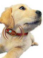 Dog with phone collar